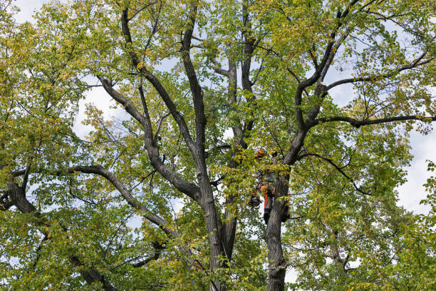 Chappaqua, NY Tree Care Company